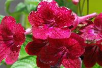 Fleischle Hybrids Streptocarpus Rubina -- From Cultivaris® Spring Trials 2016 @ Pacific Plug and Liner: Fleischle Hybrids Streptocarpus 'Rubina' featuring dainty trumpets of crimson to deep red flowers with light red flutes, on strong sturdy stems above broad-leaved, frilled, deep green foliage.