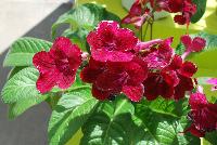 Fleischle Hybrids Streptocarpus Rubina -- From Cultivaris® Spring Trials 2016 @ Pacific Plug and Liner: Fleischle Hybrids Streptocarpus 'Rubina' featuring dainty trumpets of crimson to deep red flowers with light red flutes, on strong sturdy stems above broad-leaved, frilled, deep green foliage.