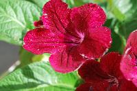 Fleischle Hybrids Streptocarpus Rubina -- From Cultivaris® Spring Trials 2016 @ Pacific Plug and Liner: Fleischle Hybrids Streptocarpus 'Rubina' featuring dainty trumpets of crimson to deep red flowers with light red flutes, on strong sturdy stems above broad-leaved, frilled, deep green foliage.