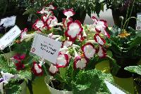 Fleischle Hybrids Streptocarpus Cherry Roulette -- From Cultivaris® Spring Trials 2016 @ Pacific Plug and Liner: Fleischle Hybrids Streptocarpus 'Cherry Roulette' featuring prolific trumpets of with crimson to deep red edged on bright wight flowers with white flutes, on strong sturdy stems above broad-leaved, frilled, deep green foliage.