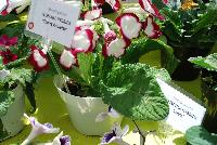 Fleischle Hybrids Streptocarpus Cherry Roulette -- From Cultivaris® Spring Trials 2016 @ Pacific Plug and Liner: Fleischle Hybrids Streptocarpus 'Cherry Roulette' featuring prolific trumpets of with crimson to deep red edged on bright wight flowers with white flutes, on strong sturdy stems above broad-leaved, frilled, deep green foliage.