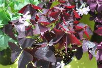 Allure™ Oxalis triangularis Ebony -- From Cultivaris® Spring Trials 2016 @ Pacific Plug and Liner: Allure™ Oxalis 'Ebony' offering brick-red to coffee-brown delicate foliage with light-pink flowers on lime-green stems.