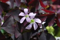 Allure™ Oxalis triangularis Ebony -- From Cultivaris® Spring Trials 2016 @ Pacific Plug and Liner: Allure™ Oxalis 'Ebony' offering brick-red to coffee-brown delicate foliage with light-pink flowers on lime-green stems.