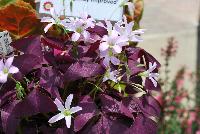 Allure™ Oxalis triangularis Burgundy Improved -- From Cultivaris® Spring Trials 2016 @ Pacific Plug and Liner: Allure™ Oxalis 'Burgundy Improved' offering purple-red to burgundy delicate foliage with light-pink flowers on lime-green stems.