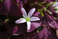 Allure™ Oxalis triangularis Burgundy Improved -- From Cultivaris® Spring Trials 2016 @ Pacific Plug and Liner: Allure™ Oxalis 'Burgundy Improved' offering purple-red to burgundy delicate foliage with light-pink flowers on lime-green stems.