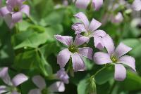 Allure™ Oxalis triangularis Silver Improved -- From Cultivaris® Spring Trials 2016 @ Pacific Plug and Liner: Allure™ Oxalis 'Silver Improved' offering light to silver-green simple foliage with light-pink flowers on lime-green stems.