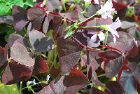 Allure™ Oxalis triangularis Mahagony -- From Cultivaris® Spring Trials 2016 @ Pacific Plug and Liner: Allure™ Oxalis 'Mahagony' offering dark red to red-brown foliage with light-pink flowers on lime-green stems.