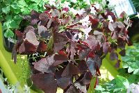 Allure™ Oxalis triangularis Mahagony -- From Cultivaris® Spring Trials 2016 @ Pacific Plug and Liner: Allure™ Oxalis 'Mahagony' offering dark red to red-brown foliage with light-pink flowers on lime-green stems.