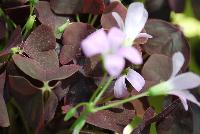 Allure™ Oxalis triangularis Mahagony -- From Cultivaris® Spring Trials 2016 @ Pacific Plug and Liner: Allure™ Oxalis 'Mahagony' offering dark red to red-brown foliage with light-pink flowers on lime-green stems.