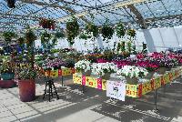   -- From Pacific Plug & Liner, Spring Trials 2016: Havana Nights and other themes promoting and highlighting all of the great plant material available from several different vendors.