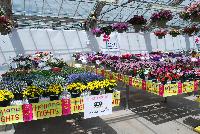   -- From Pacific Plug & Liner, Spring Trials 2016: Havana Nights and other themes promoting and highlighting all of the great plant material available from several different vendors.