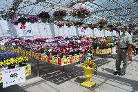   -- From Pacific Plug & Liner, Spring Trials 2016: Havana Nights and other themes promoting and highlighting all of the great plant material available from several different vendors.