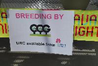   -- From COHEN Propagation @ Pacific Plug & Liner, Spring Trials 2016: The COHEN 2017 Collection.  Your Stock in Safe Hands.  Including Breeding from GGG with URC available from COHEN.