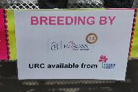   -- From COHEN Propagation @ Pacific Plug & Liner, Spring Trials 2016: The COHEN 2017 Collection.  Your Stock in Safe Hands.  Including Breeding from Florensis with URC available from COHEN.