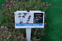   -- From Pacific Plug & Liner, Spring Trials 2016: Lavender comparison trials, continuing a tradition of true comparisons, the heart of Spring Trials.