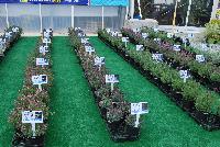   -- From Pacific Plug & Liner, Spring Trials 2016: Lavender comparison trials, continuing a tradition of true comparisons, the heart of Spring Trials.