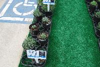   -- From Pacific Plug & Liner, Spring Trials 2016: Lavender comparison trials, continuing a tradition of true comparisons, the heart of Spring Trials.