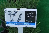   -- From Pacific Plug & Liner, Spring Trials 2016: Lavender comparison trials, continuing a tradition of true comparisons, the heart of Spring Trials.