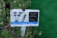   -- From Pacific Plug & Liner, Spring Trials 2016: Lavender comparison trials, continuing a tradition of true comparisons, the heart of Spring Trials.