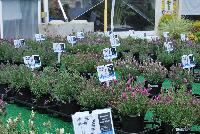   -- From Pacific Plug & Liner, Spring Trials 2016: Lavender comparison trials, continuing a tradition of true comparisons, the heart of Spring Trials.