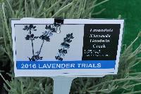   -- From Pacific Plug & Liner, Spring Trials 2016: Lavender comparison trials, continuing a tradition of true comparisons, the heart of Spring Trials.