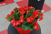 Sprint Plus™ Begonia, Green Leaf semperflorens F1 Red -- From Benary®, Spring Trials 2016: a new Series of Sprint Plus™ Begonia semperflorens 'Red' (part of the 2016 Don't Forget to Pack Me Collection), growing 10-14 days earlier than competition with reliable seed availability and excellent germination rates.  Uniform timing across colors.  High seedling vigor and uniform plug development.  Great for early to mid-season production.