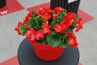 Sprint Plus™ Begonia, Green Leaf semperflorens F1 Red -- From Benary®, Spring Trials 2016: a new Series of Sprint Plus™ Begonia semperflorens 'Red' (part of the 2016 Don't Forget to Pack Me Collection), growing 10-14 days earlier than competition with reliable seed availability and excellent germination rates.  Uniform timing across colors.  High seedling vigor and uniform plug development.  Great for early to mid-season production.