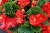 Sprint Plus™ Begonia, Green Leaf semperflorens F1 Red -- From Benary®, Spring Trials 2016: a new Series of Sprint Plus™ Begonia semperflorens 'Red' (part of the 2016 Don't Forget to Pack Me Collection), growing 10-14 days earlier than competition with reliable seed availability and excellent germination rates.  Uniform timing across colors.  High seedling vigor and uniform plug development.  Great for early to mid-season production.