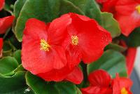 Sprint Plus™ Begonia, Green Leaf semperflorens F1 Red -- From Benary®, Spring Trials 2016: a new Series of Sprint Plus™ Begonia semperflorens 'Red' (part of the 2016 Don't Forget to Pack Me Collection), growing 10-14 days earlier than competition with reliable seed availability and excellent germination rates.  Uniform timing across colors.  High seedling vigor and uniform plug development.  Great for early to mid-season production.