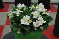 Sprint Plus™ Begonia, Green Leaf semperflorens F1 White -- From Benary®, Spring Trials 2016: a new Series of Sprint Plus™ Begonia semperflorens 'White' (part of the 2016 Don't Forget to Pack Me Collection),growing 10-14 days earlier than competition with reliable seed availability and excellent germination rates.  Uniform timing across colors.  High seedling vigor and uniform plug development.  Great for early to mid-season production.