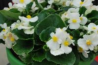 Sprint Plus™ Begonia, Green Leaf semperflorens F1 White -- From Benary®, Spring Trials 2016: a new Series of Sprint Plus™ Begonia semperflorens 'White' (part of the 2016 Don't Forget to Pack Me Collection),growing 10-14 days earlier than competition with reliable seed availability and excellent germination rates.  Uniform timing across colors.  High seedling vigor and uniform plug development.  Great for early to mid-season production.