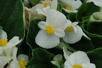 Sprint Plus™ Begonia, Green Leaf semperflorens F1 White -- From Benary®, Spring Trials 2016: a new Series of Sprint Plus™ Begonia semperflorens 'White' (part of the 2016 Don't Forget to Pack Me Collection),growing 10-14 days earlier than competition with reliable seed availability and excellent germination rates.  Uniform timing across colors.  High seedling vigor and uniform plug development.  Great for early to mid-season production.