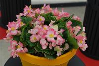 Sprint Plus™ Begonia, Green Leaf semperflorens F1 Appleblossom -- From Benary®, Spring Trials 2016: a new Series of Sprint Plus™ Begonia semperflorens 'Appleblossom' (part of the 2016 Don't Forget to Pack Me Collection),growing 10-14 days earlier than competition with reliable seed availability and excellent germination rates.  Uniform timing across colors.  High seedling vigor and uniform plug development.  Great for early to mid-season production.