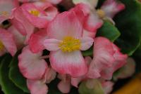 Sprint Plus™ Begonia, Green Leaf semperflorens F1 Appleblossom -- From Benary®, Spring Trials 2016: a new Series of Sprint Plus™ Begonia semperflorens 'Appleblossom' (part of the 2016 Don't Forget to Pack Me Collection),growing 10-14 days earlier than competition with reliable seed availability and excellent germination rates.  Uniform timing across colors.  High seedling vigor and uniform plug development.  Great for early to mid-season production.