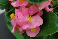 Sprint Plus™ Begonia, Green Leaf semperflorens F1 Rose -- From Benary®, Spring Trials 2016: a new Series of Sprint Plus™ Begonia semperflorens 'Rose' (part of the 2016 Don't Forget to Pack Me Collection),growing 10-14 days earlier than competition with reliable seed availability and excellent germination rates.  Uniform timing across colors.  High seedling vigor and uniform plug development.  Great for early to mid-season production.