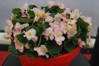 Sprint Plus™ Begonia, Green Leaf semperflorens F1 Blush -- From Benary®, Spring Trials 2016: a new Series of Sprint Plus™ Begonia semperflorens 'Blush' (part of the 2016 Don't Forget to Pack Me Collection),growing 10-14 days earlier than competition with reliable seed availability and excellent germination rates.  Uniform timing across colors.  High seedling vigor and uniform plug development.  Great for early to mid-season production.