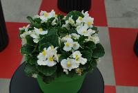 Sprint Plus™ Begonia, Green Leaf semperflorens F1 White -- From Benary®, Spring Trials 2016: a new Series of Sprint Plus™ Begonia semperflorens 'White' (part of the 2016 Don't Forget to Pack Me Collection),growing 10-14 days earlier than competition with reliable seed availability and excellent germination rates.  Uniform timing across colors.  High seedling vigor and uniform plug development.  Great for early to mid-season production.