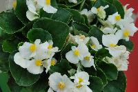 Sprint Plus™ Begonia, Green Leaf semperflorens F1 White -- From Benary®, Spring Trials 2016: a new Series of Sprint Plus™ Begonia semperflorens 'White' (part of the 2016 Don't Forget to Pack Me Collection),growing 10-14 days earlier than competition with reliable seed availability and excellent germination rates.  Uniform timing across colors.  High seedling vigor and uniform plug development.  Great for early to mid-season production.