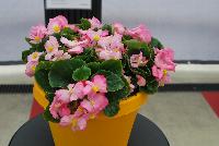 Sprint Plus™ Begonia, Green Leaf semperflorens F1 Pink -- From Benary®, Spring Trials 2016: a new Series of Sprint Plus™ Begonia semperflorens 'Pink' (part of the 2016 Don't Forget to Pack Me Collection),growing 10-14 days earlier than competition with reliable seed availability and excellent germination rates.  Uniform timing across colors.  High seedling vigor and uniform plug development.  Great for early to mid-season production.