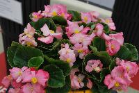 Sprint Plus™ Begonia, Green Leaf semperflorens F1 Pink -- From Benary®, Spring Trials 2016: a new Series of Sprint Plus™ Begonia semperflorens 'Pink' (part of the 2016 Don't Forget to Pack Me Collection),growing 10-14 days earlier than competition with reliable seed availability and excellent germination rates.  Uniform timing across colors.  High seedling vigor and uniform plug development.  Great for early to mid-season production.