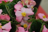 Sprint Plus™ Begonia, Green Leaf semperflorens F1 Pink -- From Benary®, Spring Trials 2016: a new Series of Sprint Plus™ Begonia semperflorens 'Pink' (part of the 2016 Don't Forget to Pack Me Collection),growing 10-14 days earlier than competition with reliable seed availability and excellent germination rates.  Uniform timing across colors.  High seedling vigor and uniform plug development.  Great for early to mid-season production.