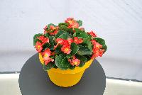 Sprint Plus™ Begonia, Green Leaf semperflorens F1 Orange -- From Benary®, Spring Trials 2016: a new Series of Sprint Plus™ Begonia semperflorens 'Orange' (part of the 2016 Don't Forget to Pack Me Collection),growing 10-14 days earlier than competition with reliable seed availability and excellent germination rates.  Uniform timing across colors.  High seedling vigor and uniform plug development.  Great for early to mid-season production.  A Unique Color!