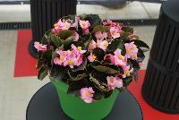 NightLife™ Begonia, Dark Leafed semperflorens Pink -- From Benary®, Spring Trials 2016: the Nightlife™ Begonia semperflorens (dark leafed) 'Pink' the earliest dark-leafed series on the market, growing 10-14 days earlier than competition with reliable seed availability and excellent germination rates.  Uniform timing across colors.  High seedling vigor and uniform plug development.  Great for early to mid-season production.  From 2015.