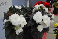 Nonstop™ Mocca Begonia tuberhybrida F1 White Improved -- From Benary®, Spring Trials 2016: the Nonstop™ Mocca Begonia tuberhybrida 'White Improved' featuring the only comprehensive dark-leafed series on the market.  Full rounded plant habit with excellent field performance.  Strong branching plant with the highest number of transplantable seedlings on the market.