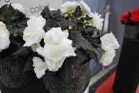 Nonstop™ Mocca Begonia tuberhybrida F1 White Improved -- From Benary®, Spring Trials 2016: the Nonstop™ Mocca Begonia tuberhybrida 'White Improved' featuring the only comprehensive dark-leafed series on the market.  Full rounded plant habit with excellent field performance.  Strong branching plant with the highest number of transplantable seedlings on the market.