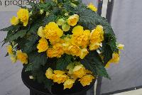 Nonstop™ Joy Begonia tuberhybrida F1 Yellow -- From Benary®, Spring Trials 2016: the Nonstop™ Joy Begonia tuberhybrida 'Yellow' featuring innovative breeding with a fun, consumer-friendly name.  Large, double blooms won't fall off in shipping.  Globe-like habit works in any size container.  Easy to ship, sleeve and grow.  Partial shade to full sun.  From 2015.