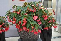 Funky™ Begonia x hybrida F1 Pink -- From Benary®, Spring Trials 2016: the Funky™ Begonia x hybrida 'Pink' featuring a breeding breakthrough in tuberous begonias.  Easy to grow and ship.  Great performance in mixed containers.  Reliable, high germination rates.