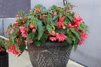 Funky™ Begonia x hybrida F1 Pink -- From Benary®, Spring Trials 2016: the Funky™ Begonia x hybrida 'Pink' featuring a breeding breakthrough in tuberous begonias.  Easy to grow and ship.  Great performance in mixed containers.  Reliable, high germination rates.