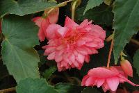 Funky™ Begonia x hybrida F1 Pink -- From Benary®, Spring Trials 2016: the Funky™ Begonia x hybrida 'Pink' featuring a breeding breakthrough in tuberous begonias.  Easy to grow and ship.  Great performance in mixed containers.  Reliable, high germination rates.