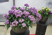  Heliotropum Nautilus Blue -- From Benary®, Spring Trials 2016: the Heliotrope 'Nautilus Blue' with improved vigor and cold tolerance.  Early flowering with vanilla-scented flowers.  Well branched habit.  Volmary® Breeding.  Grow for Gold™.